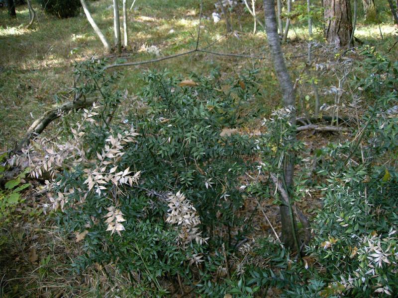  Image name: pungitopo3.jpg 
 width: 800 pixel 
 height: 600 pixel 
 Size: 133112 bytes 
 Click to enlarge 